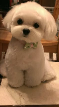 a small white dog sitting on top of a table