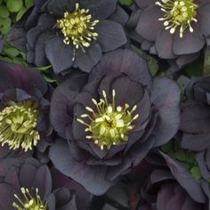 purple flowers with yellow stamens in the center and green leaves on the other side