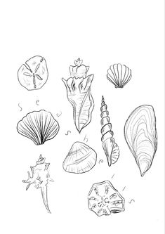 an ink drawing of seashells and shells