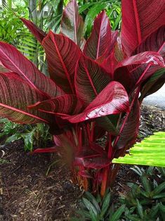 a red plant with green leaves in the middle of it's flowerbeds