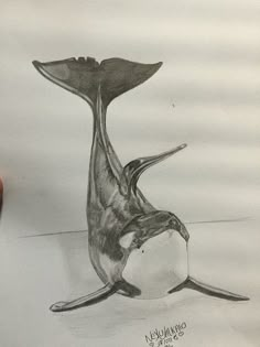 a pencil drawing of a whale with its mouth open