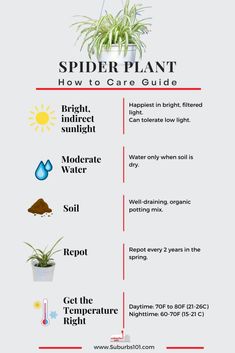 the spider plant guide for beginners to learn how to grow and use it in your home