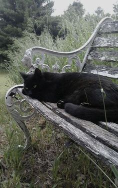 a black cat laying on top of a wooden bench in the grass next to trees