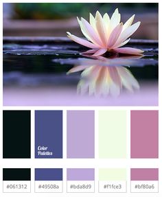 a water lily floating on top of a body of water with color swatches below it