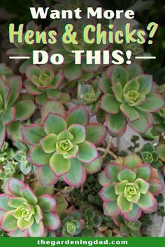 succulent plants with the words want more hens and chicks? do this