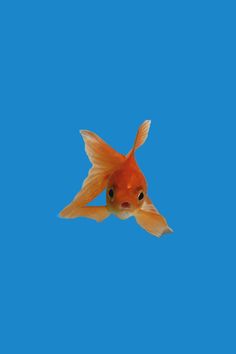 a goldfish swimming in the blue water with it's head above the water