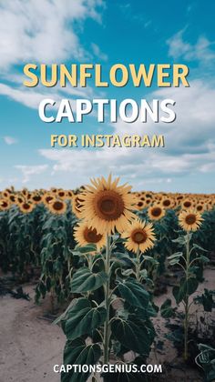 Image showcases a vibrant field of sunflowers under a clear blue sky with the text "Sunflower Captions for Instagram" prominently displayed. The scene emphasizes the cheerful, uplifting vibe of sunflowers, ideal for Instagram posts celebrating nature, summer, or positivity. The close-up of the sunflowers highlights their bright yellow petals and green leaves, creating a joyful and warm aesthetic. Sunflower Captions, Whisper Love, Flowers Instagram, Fields Of Gold