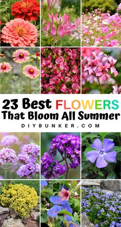 the 25 best flowers that bloom all summer