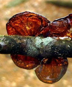 two pieces of fruit sitting on top of a tree branch