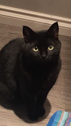 a black cat is sitting on the floor