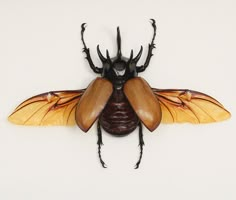 a brown and black insect on a white background