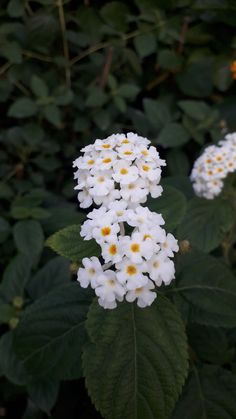 white flowers with yellow centers in the middle of some green leaves and shrubbery behind them