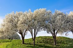 three trees with white flowers on a grassy hill