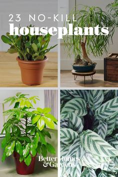 there are four different types of house plants