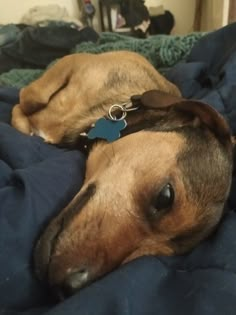 a brown dog laying on top of a bed covered in blue blankets and wearing a collar