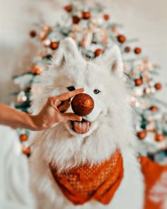 a white dog with a red nose and scarf around it's neck holding an ornament in its mouth