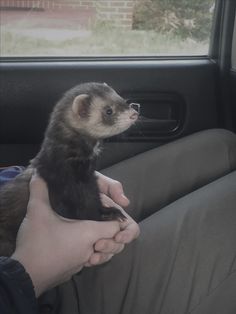 a ferret is being held in the passenger's seat by someone holding it