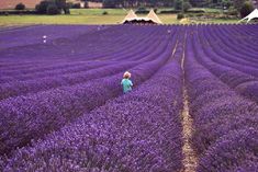 a person standing in a field of lavender