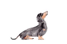 a watercolor drawing of a dog sitting on the ground with its head up and eyes closed