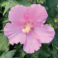 a pink flower with green leaves around it