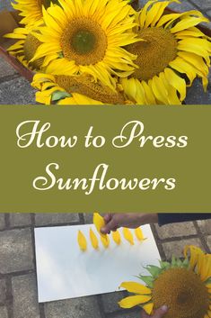 sunflowers with the words how to press sunflowers on paper in front of them