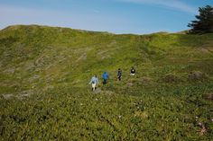 four people walking up a grassy hill on a sunny day