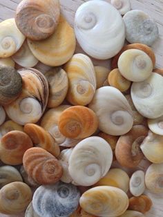 many different shells on a wooden surface