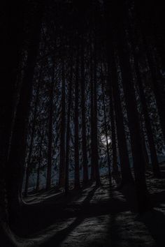 the sun is shining through the trees in the dark forest at night time with only one light on