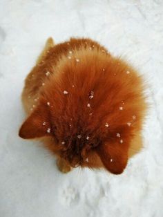 an orange and white furry animal standing in the snow