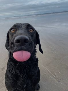 a black dog sitting on top of a beach next to the ocean with its tongue hanging out