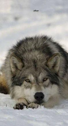 a wolf laying in the snow with its eyes closed