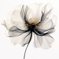 a white flower with black and yellow stamens