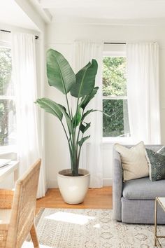 a living room with a couch and a potted plant on the table in front of a window