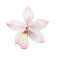 a white and pink flower on a white background