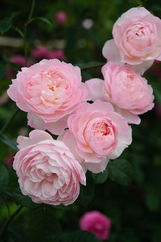 pink roses are blooming in the garden