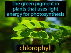 Chlorophyll Flashcard Light Dependent Reaction, Biology Flashcards, Calvin Cycle, Plants Meaning, Green Color Meaning, Science Flashcards, Electron Transport Chain, Krebs Cycle, Keystone Species