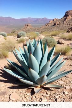 Agave Havardiana care Agave Havardiana, Long Flowers, Agave Plant, Soil Layers, Flower Spike, Home Landscaping, Big Bend, Plant Species, Landscaping Plants