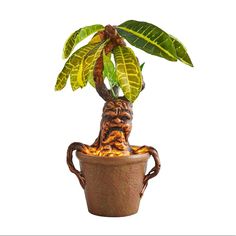 a potted plant with a green leafy tree in it