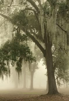 a foggy forest filled with trees covered in spanish moss and hanging from the branches