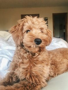 a brown dog laying on top of a bed