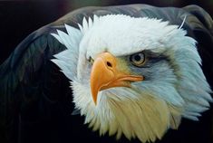 an eagle with white feathers and yellow beak