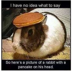 a brown and white hamster with a hat on it's head