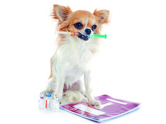 a small dog sitting on top of a towel with an inhaler attached to it's mouth