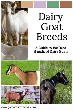 the front cover of dairy goat breeds, with pictures of goats in different colors and sizes