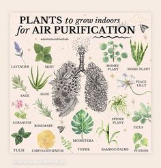 an illustrated poster with plants and flowers on it's sides, including the words plants to grow indoors for air purification