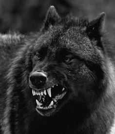 a black and white photo of a wolf with its mouth open, showing teeth wide open