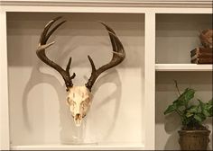 a deer's skull mounted on the wall in front of shelves with potted plants