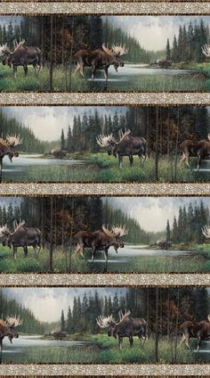 four pictures of moose in the woods with trees