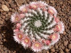 the top view of a cactus plant with pink and white flowers in it's center