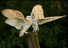 two owls sitting on top of a wooden post with their wings spread out and touching each other